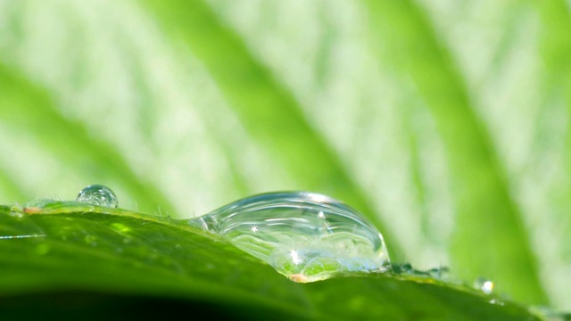 夏日的雨点在绿叶的背景上特写视频素材