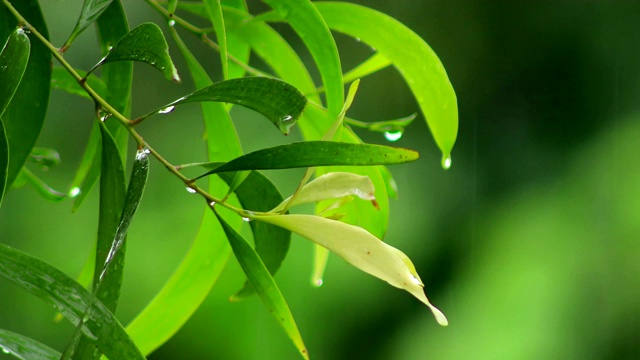 雨季视频素材