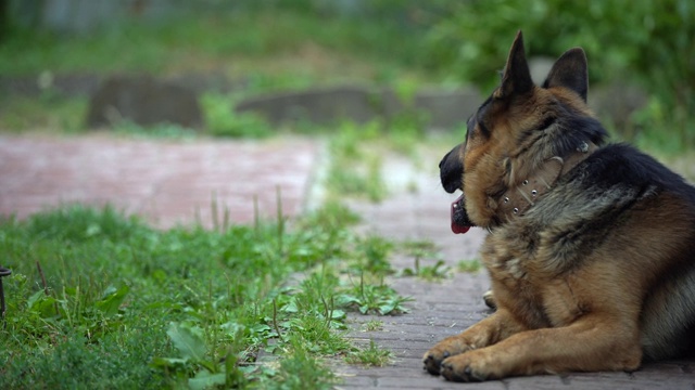 一只德国牧羊犬在院子里散步。有一天狗守卫着房子。视频素材