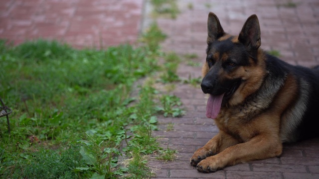 一只德国牧羊犬在院子里散步。有一天狗守卫着房子。视频素材