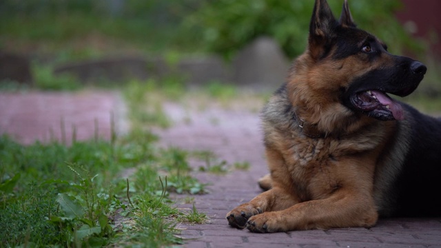 一只德国牧羊犬在院子里散步。有一天狗守卫着房子。视频素材