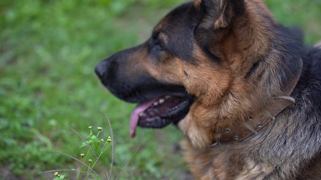 一只德国牧羊犬在院子里散步。有一天狗守卫着房子。视频素材