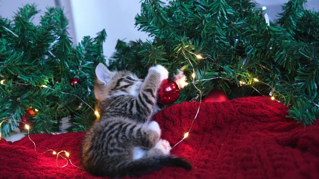 两只好奇有趣的条纹小猫在玩圣诞灯、花环和圣诞树上的红球。猫咬灯视频素材