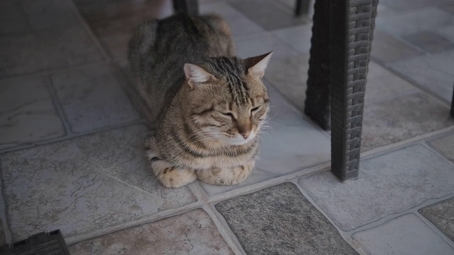 只流浪猫视频素材