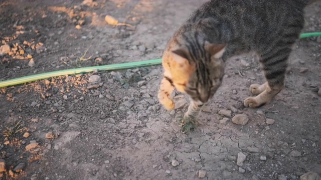 只流浪猫视频素材