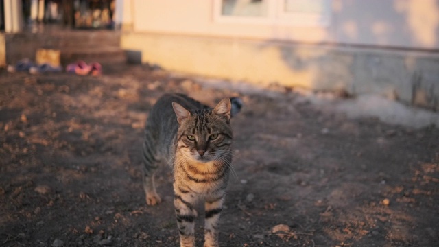 只流浪猫视频素材