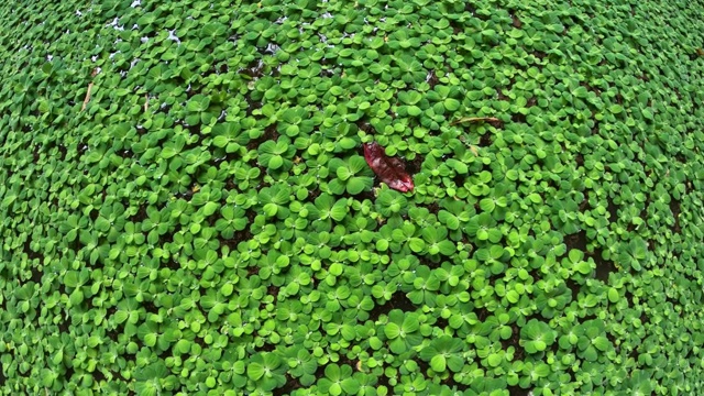 水生菜视频素材