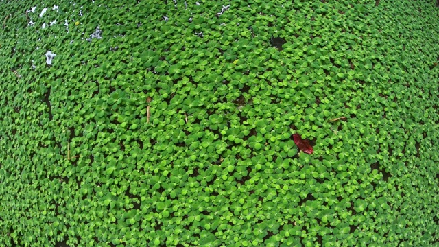 水生菜视频素材