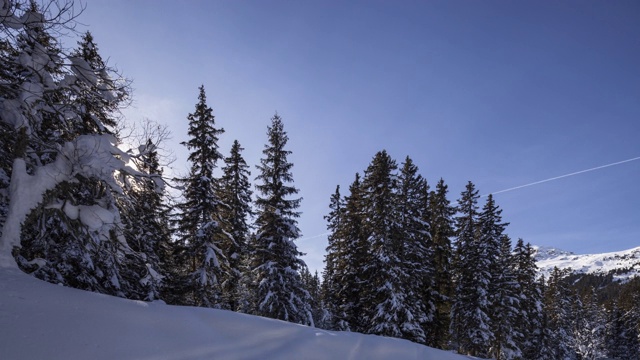 在日出时，沿着被雪覆盖的常青树拍摄视频素材