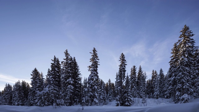 沿着被雪覆盖的常青树坍塌视频素材