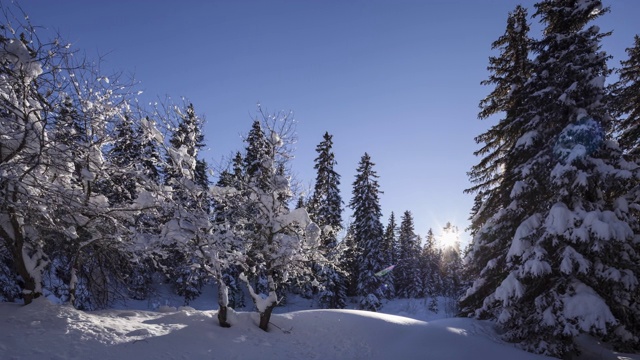 在日出时沿着被雪覆盖的常青树拍摄。视频素材