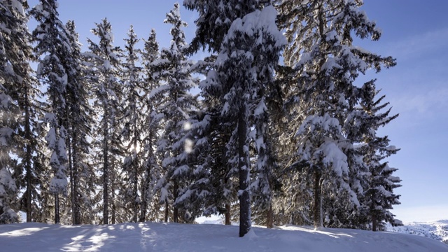 在日出时向被雪覆盖的常青树进发视频素材