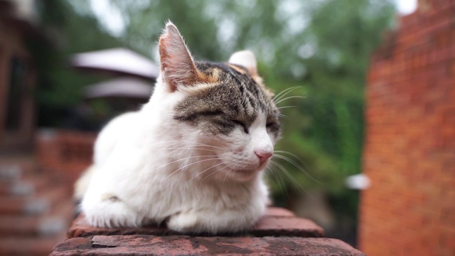 猫在墙上休息视频素材