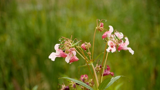 大黄蜂收集花蜜视频素材