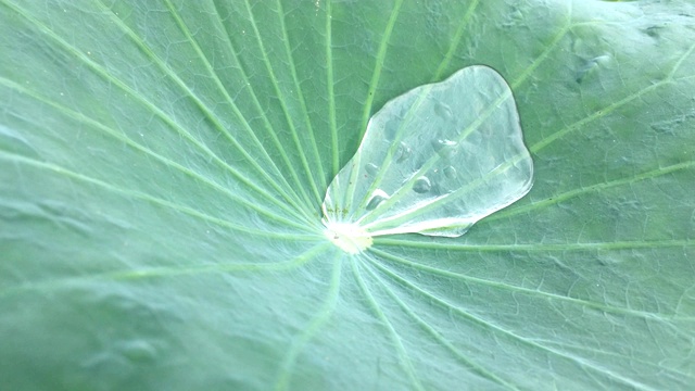 荷叶上的水视频素材