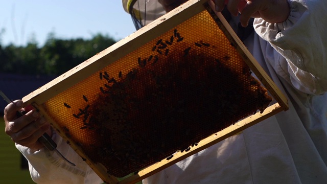 在阳光明媚的日子里，穿着防护服的养蜂人抱着满是蜜蜂的蜂巢。视频素材