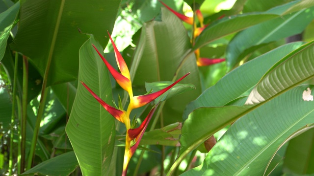 海里康属植物视频素材