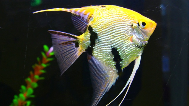 装饰用的鱼在水族馆里游泳。视频素材