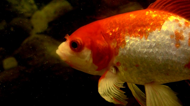 装饰用的鱼在水族馆里游泳。视频素材