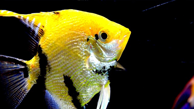 装饰用的鱼在水族馆里游泳。视频素材