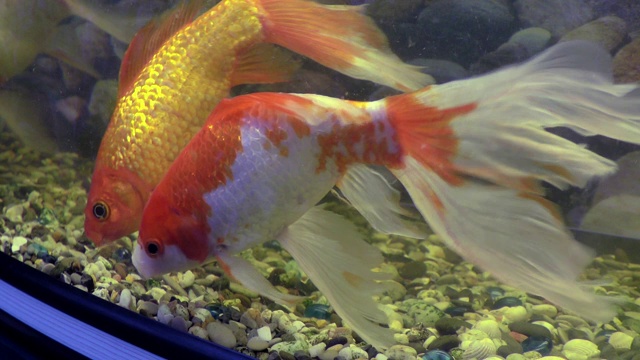 装饰用的鱼在水族馆里游泳。视频素材