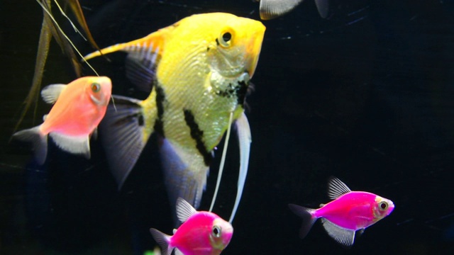 装饰用的鱼在水族馆里游泳。视频素材