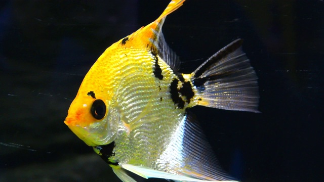 装饰用的鱼在水族馆里游泳。视频素材