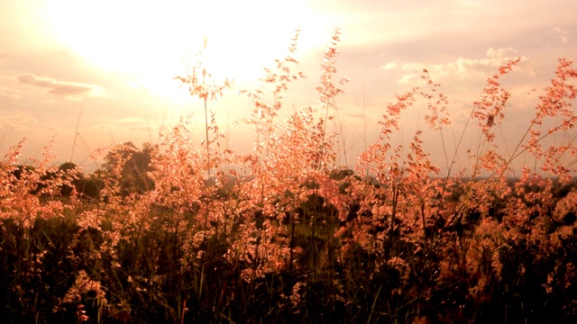 草花在夕阳的风中摇曳视频素材