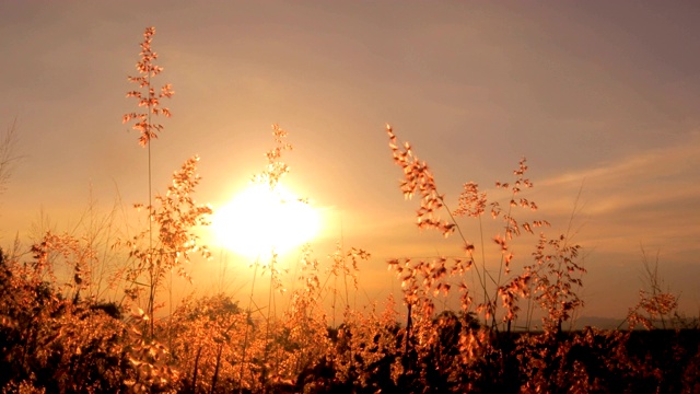 草花在夕阳的风中摇曳视频素材