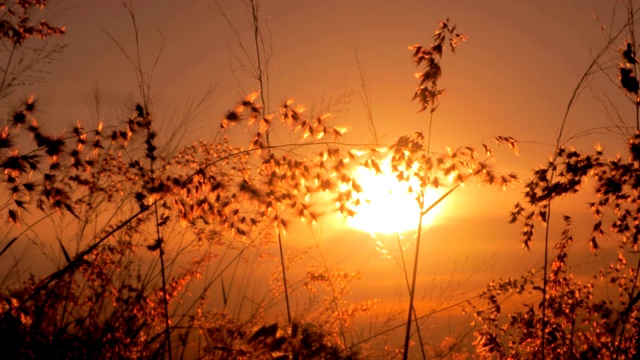 草花在夕阳的风中摇曳视频素材