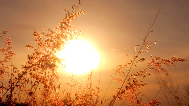 草花在夕阳的风中摇曳视频素材