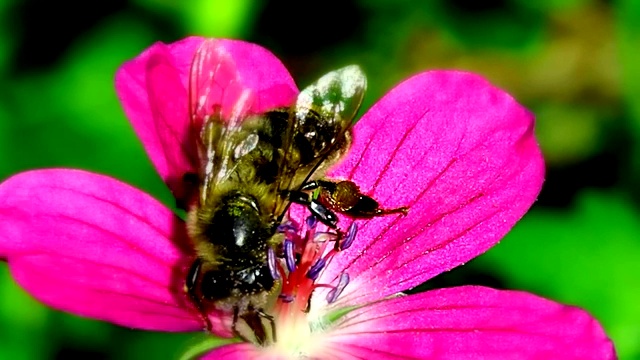 蜜蜂吸花蜜和花粉给花授粉。视频素材