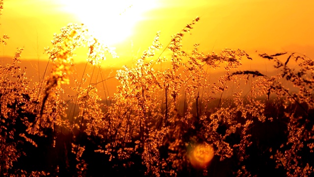 草花在夕阳的风中摇曳视频素材