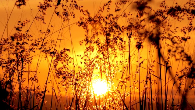 草花在夕阳的风中摇曳视频素材