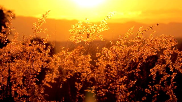 草花在夕阳的风中摇曳视频素材