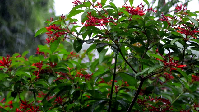 雨季的火柴花植物视频素材