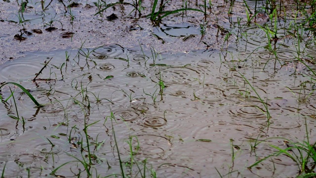 雨季视频素材