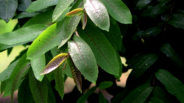 绿叶上的雨水视频素材