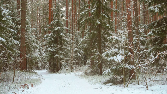 雪花飘落在美丽的冬林里，松柏飘雪在冬日里。视频素材