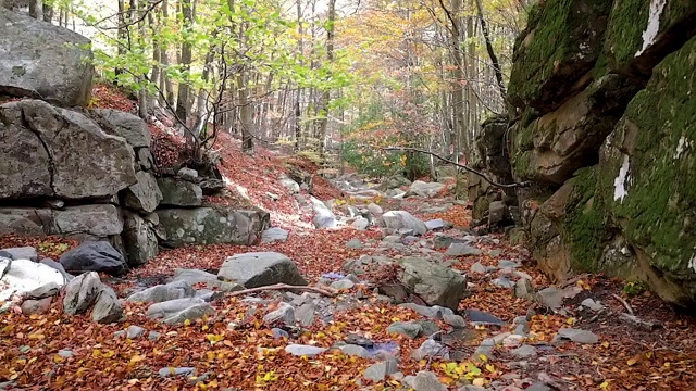 慢镜头在秋天的山毛榉森林，近距离彩色的树叶视频素材