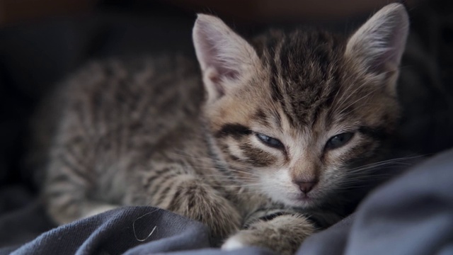 4k小猫晚上睡着了。条纹家猫躺在盒子里。睡觉的猫闭上眼睛睡着了视频素材