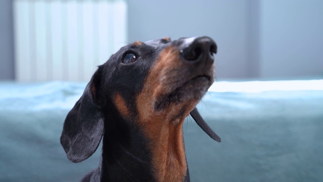 听话的腊肠犬正在仔细地观察着某样东西。狗会叫，会和主人玩耍，会耐心等待，会散步或喂食视频素材