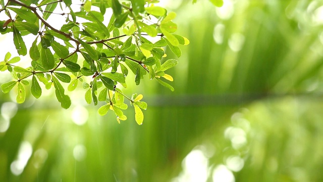 下雨时，树叶随风摆动视频素材