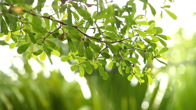 下雨时，树叶随风摆动视频素材