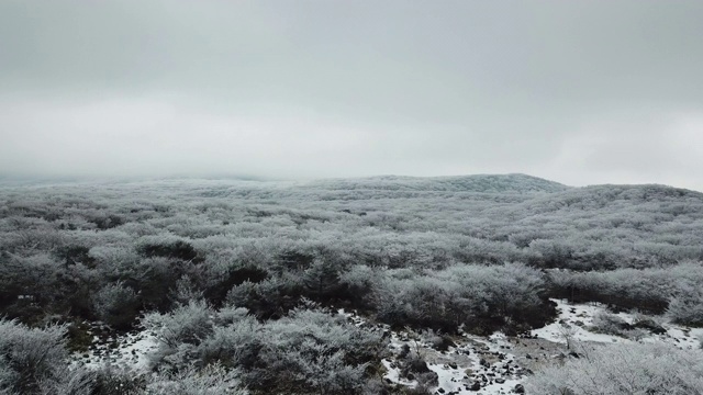 冬季:韩国济州岛，Hallasan山/ Seogwipo-si的Goji(1100高地)视频素材