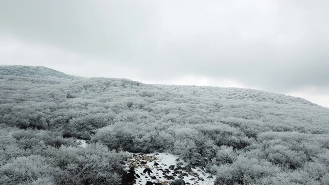 冬季:韩国济州岛，Hallasan山/ Seogwipo-si的Goji(1100高地)视频素材