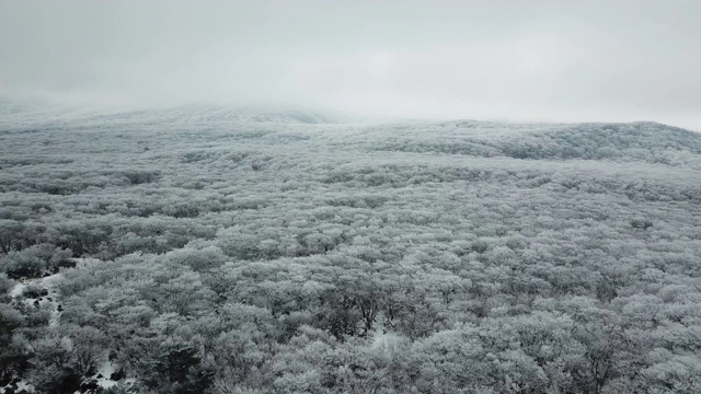 冬季:韩国济州岛，Hallasan山/ Seogwipo-si的Goji(1100高地)视频素材