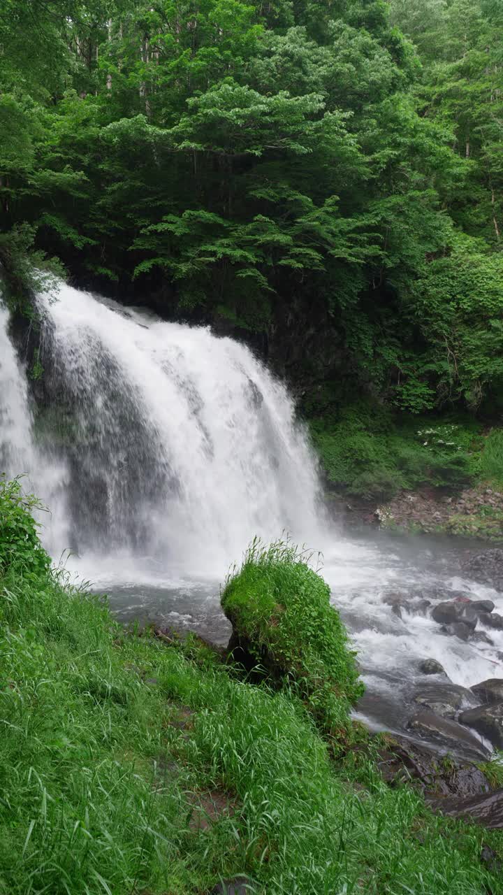 初夏风景瀑布与繁茂的树叶(垂直/平盘)视频素材