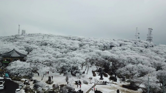 冬季韩国济州岛Hallasan山/ Seogwipo-si Goji(1100高地)路1100视频素材