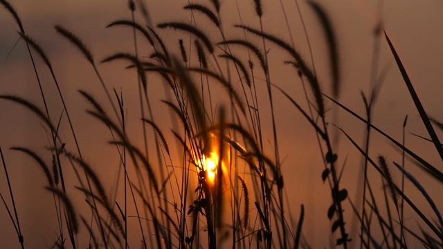 金色夕阳下的草视频素材